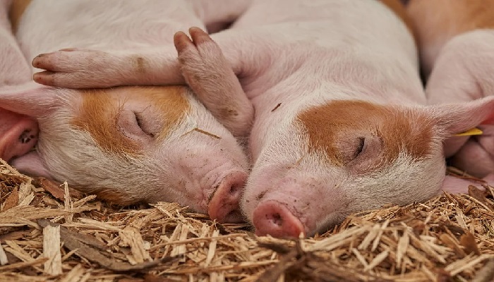¿Cómo se puede prevenir la enfermedad de la caudofagia en los cerdos?
